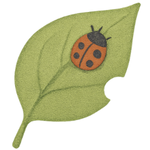Leaf with bug